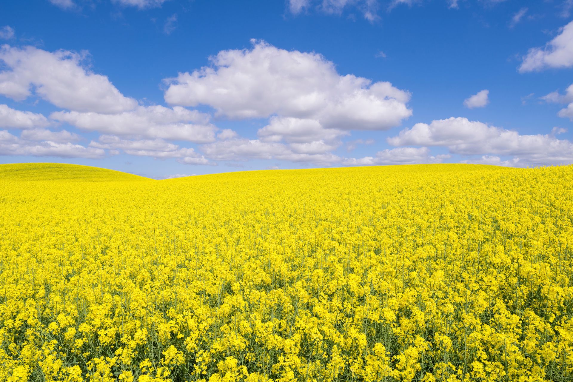 Saskatchewhan Farmland for sale, showing canola fields